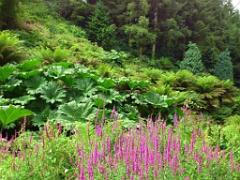 130 Ile de Batz Jardin Georges Delaselle_000039